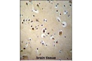 SIAH2 Antibody (Center) (ABIN652059 and ABIN2840527) immunohistochemistry analysis in formalin fixed and paraffin embedded human brain tissue followed by peroxidase conjugation of the secondary antibody and DAB staining. (SIAH2 抗体  (AA 216-244))