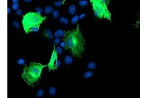 Anti-CCM2 mouse monoclonal antibody (ABIN2454927) immunofluorescent staining of COS7 cells transiently transfected by pCMV6-ENTRY CCM2 (RC201418). (CCM2 抗体)