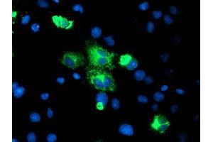 Image no. 4 for anti-Carboxypeptidase A2 (Pancreatic) (CPA2) antibody (ABIN1497595) (Carboxypeptidase A2 抗体)