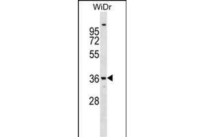 ANXA9 Antibody (Center) (ABIN1538075 and ABIN2848710) western blot analysis in WiDr cell line lysates (35 μg/lane). (Annexin A9 抗体  (AA 208-235))