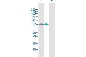Western Blot analysis of MAD2L1BP expression in transfected 293T cell line by MAD2L1BP MaxPab polyclonal antibody. (MAD2L1BP 抗体  (AA 1-306))