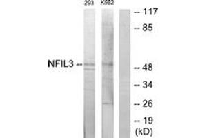 Western blot analysis of extracts from 293/K562 cells, using NFIL3 Antibody. (NFIL3 抗体  (AA 61-110))