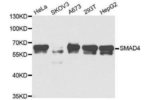 Western blot analysis of extracts of various cell lines, using SMAD4 antibody. (SMAD4 抗体  (AA 160-450))