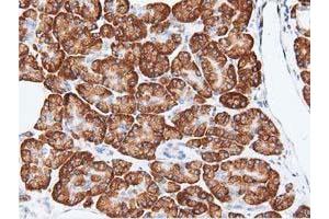 Immunohistochemical staining of paraffin-embedded Human pancreas tissue using anti-RIT2 mouse monoclonal antibody. (RIT2 抗体)
