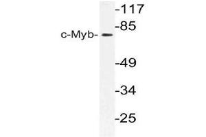 Western blot (WB) analysis of c-Myb antibody in extracts from 293 cells. (MYB 抗体)