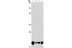Western Blotting (WB) image for anti-Phosphatidylethanolamine Binding Protein 1 (PEBP1) antibody (ABIN2422047) (PEBP1 抗体)