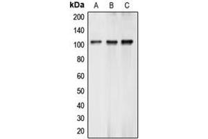 Western blot analysis of BCLAF1 expression in K562 (A), MCF7 (B), A549 (C) whole cell lysates. (BCLAF1 抗体  (Center))