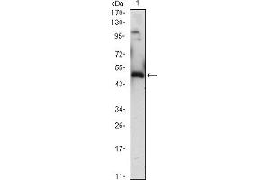 Western blot analysis using EGR1 mouse mAb against EGR1-hIgGFc transfected HEK293 (1)cell lysate.