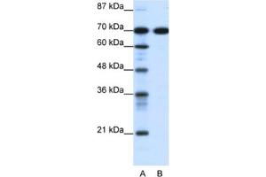 Western Blotting (WB) image for anti-RRN3 RNA Polymerase I Transcription Factor (RRN3) antibody (ABIN2460958) (RRN3 抗体)