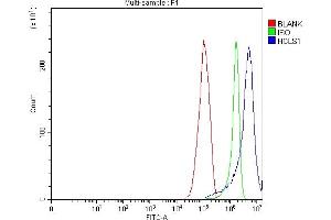 Flow Cytometry analysis of RT4 cells using anti-HCLS1 antibody (ABIN7600645). (HCLS1 抗体  (AA 213-473))