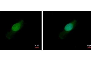 ICC/IF Image BCL2L15 antibody detects BCL2L15 protein at nucleus by immunofluorescent analysis. (BCL2-Like 15 抗体)