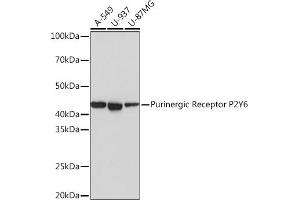 Western blot analysis of extracts of various cell lines, using Purinergic Receptor Purinergic Receptor P2Y6 Rabbit mAb (ABIN7269761) at 1:1000 dilution. (P2RY6 抗体)