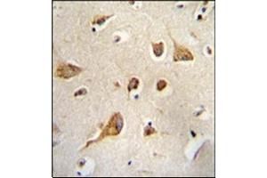 Formalin Fixed, Paraffin Embedded Human brain tissue stained with Kif5C-2 Antibody followed by peroxidase conjugation of the secondary antibody and DAB staining. (KIF5C 抗体)