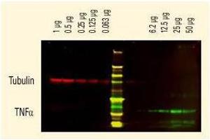 Image no. 1 for Goat anti-Rat IgG (Whole Molecule) antibody (ABIN300917) (山羊 anti-大鼠 IgG (Whole Molecule) Antibody)