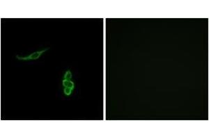 Immunofluorescence (IF) image for anti-Sodium Channel, Nonvoltage-Gated 1, delta (SCNN1D) (AA 411-460) antibody (ABIN2890112) (SCNN1D 抗体  (AA 411-460))