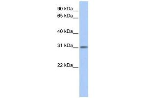 ODF3L1 antibody used at 1 ug/ml to detect target protein. (ODF3L1 抗体  (N-Term))