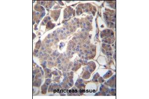 GP2 Antibody (N-term) (ABIN657047 and ABIN2846214) immunohistochemistry analysis in formalin fixed and paraffin embedded human pancreas tissue followed by peroxidase conjugation of the secondary antibody and DAB staining. (GP2 抗体  (N-Term))