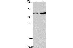 Western blot analysis of Hela and Raji cell, using MYB Polyclonal Antibody at dilution of 1:633 (MYB 抗体)