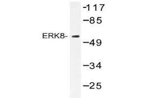 Western blot (WB) analysis of ERK8 antibody in extracts from HepG2 cells. (MAPK15 抗体)