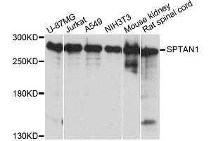 Western blot analysis of extracts of various cell lines, using SPTAN1 antibody. (SPTAN1 抗体)