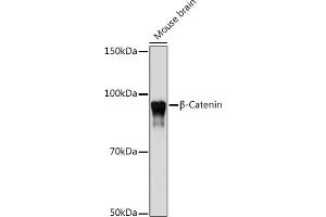 Western blot analysis of extracts of Mouse brain, using β-Catenin antibody (ABIN7266138) at 1:1000 dilution. (CTNNB1 抗体)
