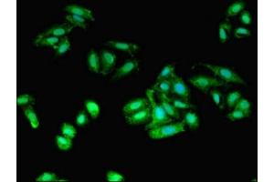 Immunofluorescent analysis of HepG2 cells using ABIN7143728 at dilution of 1:100 and Alexa Fluor 488-congugated AffiniPure Goat Anti-Rabbit IgG(H+L) (Iba1 抗体  (AA 2-147))