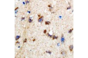 Immunohistochemical analysis of SKIP staining in rat brain formalin fixed paraffin embedded tissue section. (SKIP 抗体)