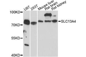 Western blot analysis of extracts of various cell lines, using SLC13A4 antibody (ABIN5971768) at 1:3000 dilution.