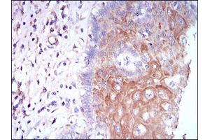 Fig. (CSF1R 抗体  (AA 344-497))