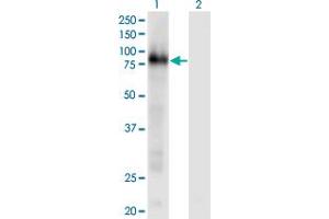 Western Blot analysis of CD93 expression in transfected 293T cell line by CD93 monoclonal antibody (M02), clone 3D12. (CD93 抗体  (AA 33-140))