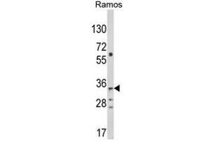 Western blot analysis of C10orf27 Antibody (C-term) in Ramos cell line lysates (35ug/lane). (C10orf27 抗体  (C-Term))