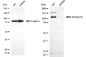 Western blotting analysis using ARHGEF2 antibody (ABIN7800206).