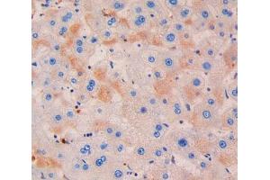 IHC-P analysis of liver tissue, with DAB staining. (Azurocidin 抗体  (AA 23-247))