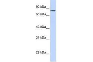 Image no. 1 for anti-Organic Anion Transporter LST-3b (LST-3TM12) (AA 252-301) antibody (ABIN6743317) (LST-3TM12 抗体  (AA 252-301))