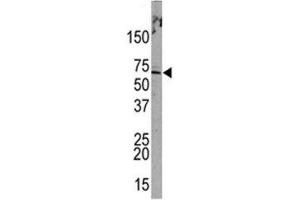 Western blot analysis of PML antibody and HeLa lysate. (PML 抗体  (Sumoylation Site))