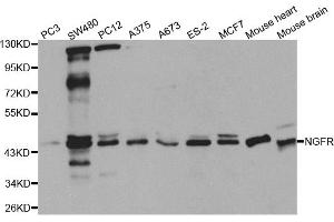 Western blot analysis of extracts of various cell lines, using NGFR antibody (ABIN5971123) at 1/1000 dilution. (NGFR 抗体)