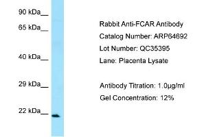 Western Blotting (WB) image for anti-Fc Fragment of IgA, Receptor For (FCAR) (C-Term) antibody (ABIN970682) (FCAR 抗体  (C-Term))