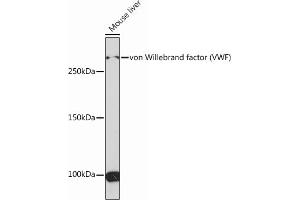 Western blot analysis of extracts of Mouse liver, using von Willebrand factor (VWF) Rabbit mAb (ABIN6129836, ABIN6144889, ABIN6144890 and ABIN7101425) at 1:1000 dilution. (VWF 抗体)