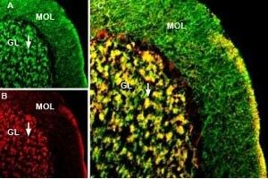 Multiplex staining of KCC2 and GABA(A) α1 Receptor in rat cerebellumImmunohistochemical staining of perfusion-fixed frozen rat brain sections using rabbit Anti-KCC2 (SLC12A5) Antibody (ABIN7043673, ABIN7044552 and ABIN7044553), (1:400) and Guinea pig Anti-GABA(A) α1 Receptor (extracellular) Antibody (ABIN7043185, ABIN7045422 and ABIN7045423), (1:400).