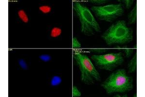 Histone H2B dimethyl Lys46 pAb tested by immunofluorescence. (Histone H2B 抗体  (2meLys46))