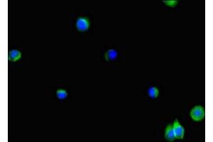 Immunofluorescence (IF) image for anti-Phosphatidic Acid Phosphatase Type 2B (PPAP2B) (AA 144-193) antibody (ABIN7163357)