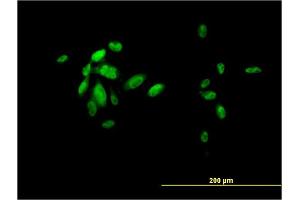 Immunofluorescence (IF) image for anti-Forkhead Box A2 (FOXA2) (AA 363-457) antibody (ABIN561301)