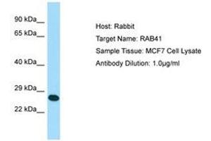 Image no. 1 for anti-RAB41, Member RAS Oncogene Family (RAB41) (N-Term) antibody (ABIN6750036) (RAB41 抗体  (N-Term))