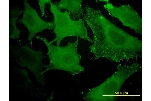 Immunofluorescence (IF) image for anti-Acetyl-CoA Acyltransferase 1 (ACAA1) (AA 217-315) antibody (ABIN513047)