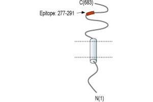 anti-Solute Carrier Family 3 Member 1 (SLC3A1) (AA 277-291), (C-Term), (Extracellular) antibody