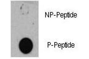 Dot blot analysis of phospho-TSC1 antibody.