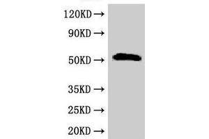 Western Blot Positive WB detected in: Rat liver tissue All lanes: SCTR antibody at 2. (SCTR 抗体  (AA 51-135))