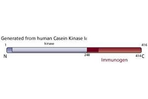 Image no. 3 for anti-Casein Kinase 1, epsilon (CSNK1E) (AA 248-414) antibody (ABIN967975) (CK1 epsilon 抗体  (AA 248-414))