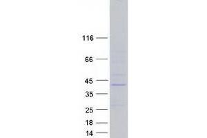 Western Blotting (WB) image for Polyamine Oxidase (Exo-N4-Amino) (PAOX) (Transcript Variant 4) protein (Myc-DYKDDDDK Tag) (ABIN2728209)