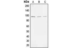 Western blot analysis of MLK3 (pT277/S281) expression in HEK293T (A), NIH3T3 (B), PC12 (C) whole cell lysates. (MAP3K11 抗体  (pSer277, pSer281))